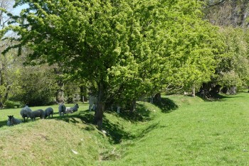 18 Hedge and ditch fence